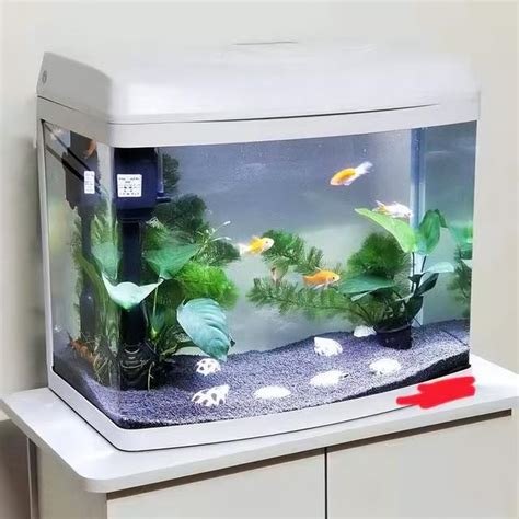 家裡適合養什麼魚|【養什麼魚】新手養魚不踩雷！魚缸入門指南：6種最。